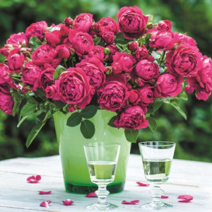 SOUL® "Rose des Jahres 2018" SOUL® "Rose des Jahres 2018"